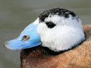 White-Headed Duck (WWT Slimbridge March 2009) - pic by Nigel Key